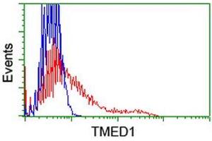 Image no. 1 for anti-Transmembrane Emp24 Protein Transport Domain Containing 1 (TMED1) antibody (ABIN1501413) (TMED1 antibody)