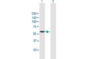 Western Blot analysis of IFIT2 expression in transfected 293T cell line by IFIT2 MaxPab polyclonal antibody.