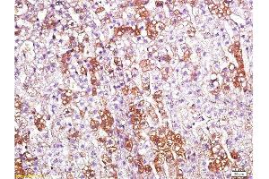 Formalin-fixed and paraffin embedded rat kidney labeled with Anti-CD200R/Orexin receptor Polyclonal Antibody, Unconjugated  at 1:200 followed by conjugation to the secondary antibody and DAB staining. (OX1R/OX2R antibody  (AA 321-425))