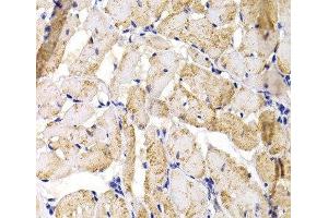 Immunohistochemistry of paraffin-embedded Rat heart using MBNL1 Polyclonal Antibody at dilution of 1:100 (40x lens). (MBNL1 antibody)