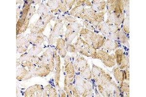 Immunohistochemistry of paraffin-embedded Rat heart using MBNL1 Polyclonal Antibody at dilution of 1:100 (40x lens).