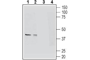 Western blot analysis of mouse colon lysates (lanes 1 and 3) and mouse lung lysates (lanes 2 and 4):1-2. (Hydroxycarboxylic Acid Receptor 2 (HCAR2) Peptide)