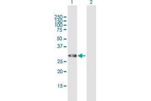 Western Blot analysis of TRH expression in transfected 293T cell line by TRH MaxPab polyclonal antibody. (TRH antibody  (AA 1-242))