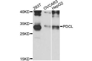 Western blot analysis of extracts of various cell lines, using PDCL antibody (ABIN6293740) at 1:3000 dilution.
