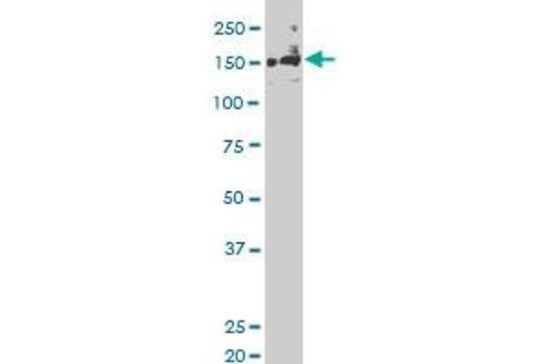 SLK antibody  (AA 1126-1235)