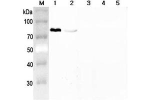 Western blot analysis using anti-Progranulin (mouse), pAb  at 1:2'000 dilution.