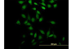 Immunofluorescence of purified MaxPab antibody to PSRC2 on HeLa cell. (ZFC3H1 antibody  (AA 1-358))