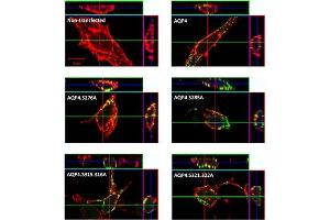 AQP4 Serine phosphorylation is not required for plasma membrane trafficking.