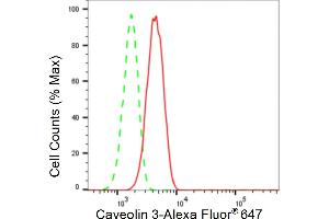 Flow cytometric analysis of Caveolin 3 expression in H9c2 cells using Caveolin 3 antibody (ABIN7797948), 1:2,000).