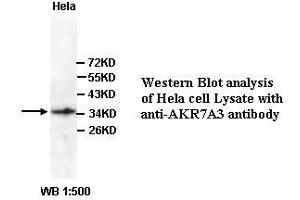 Image no. 1 for anti-Aldo-Keto Reductase Family 7, Member A3 (Aflatoxin Aldehyde Reductase) (AKR7A3) (Internal Region) antibody (ABIN791083) (AKR7A3 antibody  (Internal Region))
