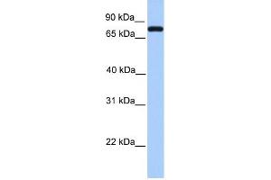 Complement C2 antibody used at 1 ug/ml to detect target protein. (Complement C2 antibody  (N-Term))