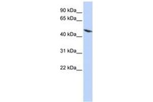 Tektin 4 antibody  (AA 72-121)