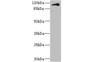 Western blot All lanes: CNTN4 antibody IgG at 1. (Contactin 4 antibody  (AA 777-1026))