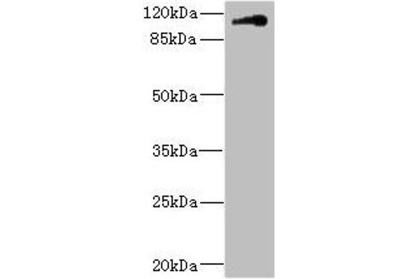 Contactin 4 antibody  (AA 777-1026)