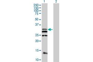 Western Blot analysis of FLT3LG expression in transfected 293T cell line by FLT3LG MaxPab polyclonal antibody. (FLT3LG antibody  (AA 1-235))