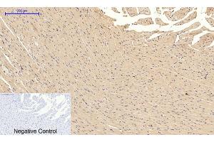 Immunohistochemical analysis of paraffin-embedded rat heart tissue.
