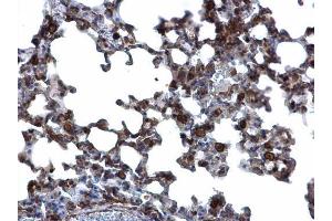 IHC-P Image Annexin A1 antibody detects Annexin A1 protein at cytosol and nucleus on mouse lung by immunohistochemical analysis. (Annexin a1 antibody)