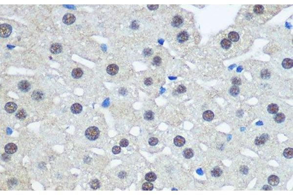UBA1 antibody