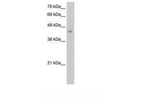 Image no. 2 for anti-Embryonic Ectoderm Development (EED) (AA 21-70) antibody (ABIN6736263)