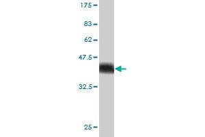 Western Blot detection against Immunogen (36. (USP34 antibody  (AA 3296-3395))