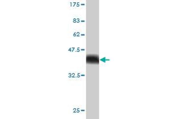USP34 antibody  (AA 3296-3395)