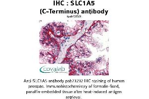 Image no. 1 for anti-Solute Carrier Family 1 Member 5 (SLC1A5) (C-Term) antibody (ABIN1739342) (SLC1A5 antibody  (C-Term))