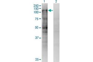 Western Blot analysis of MSH2 expression in transfected 293T cell line by MSH2 monoclonal antibody (M02), clone 4B2. (MSH2 antibody  (AA 835-934))