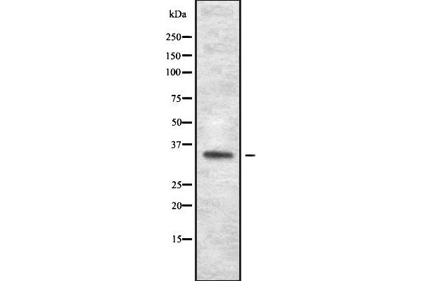 OR1J1 antibody