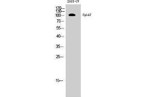 Western Blotting (WB) image for anti-EPH Receptor A7 (EPHA7) (Internal Region) antibody (ABIN3184506) (EPH Receptor A7 antibody  (Internal Region))