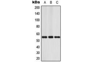 Western blot analysis of NFIA expression in Jurkat (A), Raw264. (NFIA antibody  (N-Term))