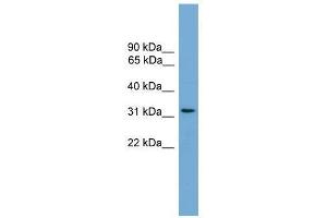 CCDC117 antibody used at 0. (CCDC117 antibody  (Middle Region))