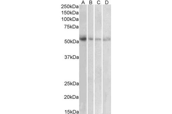 SLC18A2 antibody  (C-Term)