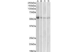 Antibody (1µg/ml) staining of Human Placenta (A), Human Uterus (B), Human Adrenal Gland (C) and Human Pancreas (D) lysates (35µg protein in RIPA buffer). (SLC18A2 antibody  (C-Term))