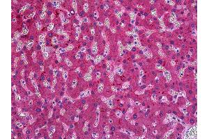 Anti-ITIH4 antibody IHC of human liver. (ITIH4 antibody  (AA 744-758))