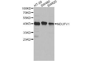 Western blot analysis of extracts of various cell lines, using NDUFV1 antibody. (NDUFV1 antibody)