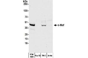 Western Blotting (WB) image for anti-V-Maf Musculoaponeurotic Fibrosarcoma Oncogene Homolog (Avian) (MAF) (AA 125-175) antibody (ABIN7455089) (Recombinant MAF antibody  (AA 125-175))