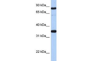 WB Suggested Anti-POU2F1  Antibody Titration: 0. (POU2F1 antibody  (N-Term))
