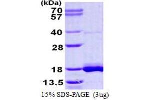 Image no. 1 for LSM3 Homolog, U6 Small Nuclear RNA Associated (LSM3) protein (His tag) (ABIN1098229)