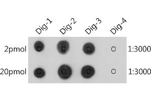 The Digoxin rabbit monoclonal antibody (ABIN7266762) are tested in Dot Blot against digoxin labelled oligonucleotide(Dig-1,Dig-2 and Dig-3) and unlabelled oligonucleotide(Dig-4) , Dig-1 :5'AGCTAAC/iDigdT/ACTAGCT(Biotin)3' , Dig-2 :5'(Digoxin)AGCTAACTACTAGCT(Biotin)3' , Dig-3 :5'(Biotin)AGCTAACTACTAGCT(Digoxin)3' , Dig-4 :5'AGCTAACTACTAGCT(Biotin)3' (Digoxin antibody)