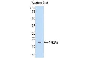Western Blotting (WB) image for anti-Fibrinogen alpha Chain (FGA) (AA 124-214) antibody (Biotin) (ABIN1174271)