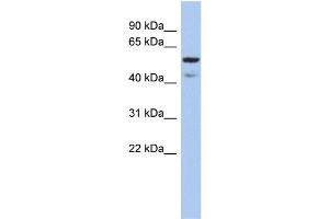 WB Suggested Anti-ATE1 Antibody Titration:  0. (ATE1 antibody  (N-Term))