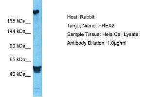 Host: Rabbit Target Name: PREX2 Sample Type: Hela Whole Cell lysates Antibody Dilution: 1. (PREX2 antibody  (N-Term))