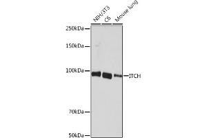 Western blot analysis of extracts of various cell lines, using ITCH Rabbit mAb (ABIN7268032) at 1:1000 dilution. (ITCH antibody)