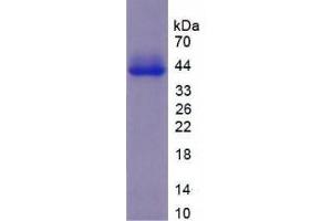 Image no. 1 for Vitronectin (VTN) (AA 250-478) protein (His tag) (ABIN6237708)