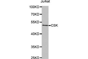 Western blot analysis of extracts of Jurkat cells tissue, using CSK antibody. (CSK antibody  (AA 241-450))