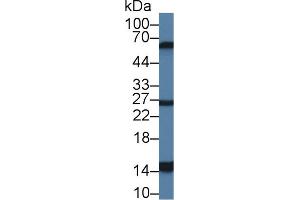 Western Blot; Sample: Mouse Stomach lysate; Primary Ab: 1µg/ml Rabbit Anti-Porcine GAL2 Antibody Second Ab: 0.