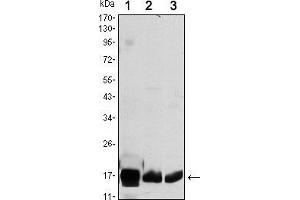 Western blot analysis using COX4I1 mouse mAb against HEK293 (1), A549 (2) and PC12 (3) cell lysate.