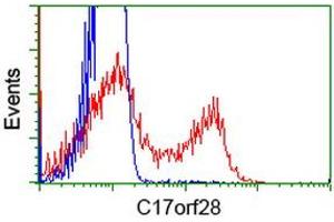 HEK293T cells transfected with either RC206740 overexpress plasmid (Red) or empty vector control plasmid (Blue) were immunostained by anti-C17orf28 antibody (ABIN2452864), and then analyzed by flow cytometry. (HID1/DMC1 antibody)