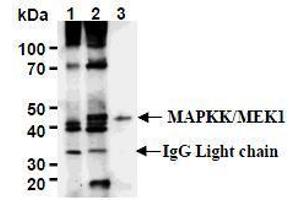 Western Blotting (WB) image for anti-Mitogen-Activated Protein Kinase Kinase 1 (MAP2K1) antibody (ABIN1108123) (MEK1 antibody)
