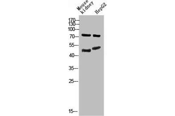 Thymopoietin antibody  (AA 1-50)